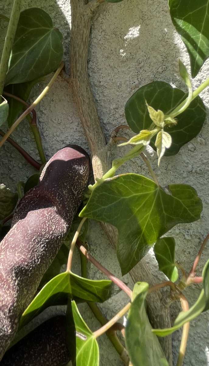 ���؂̂���������